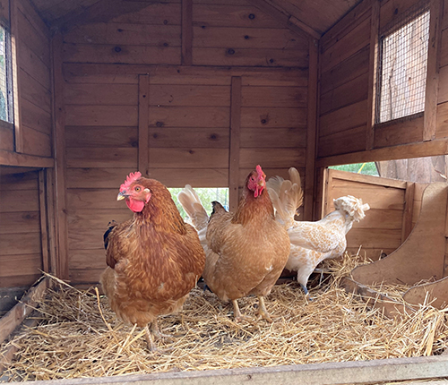 Chickens