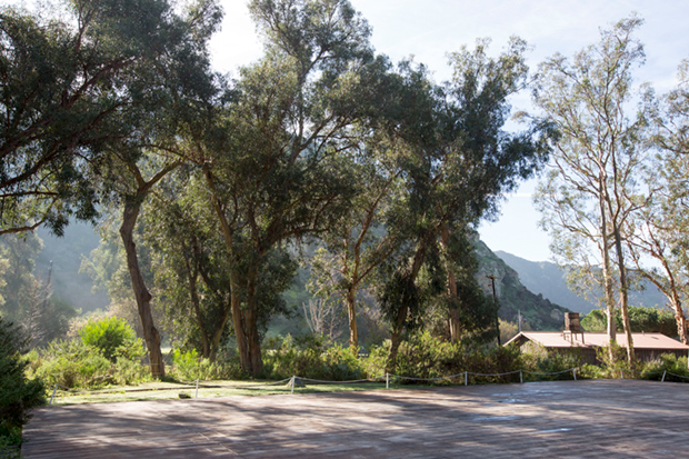 Scout Camp Trees