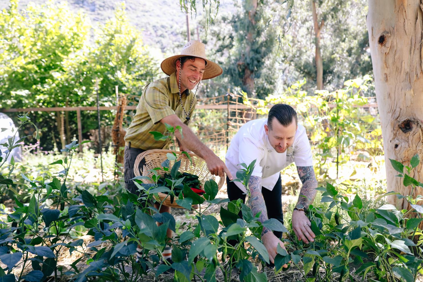 Harvest Garden