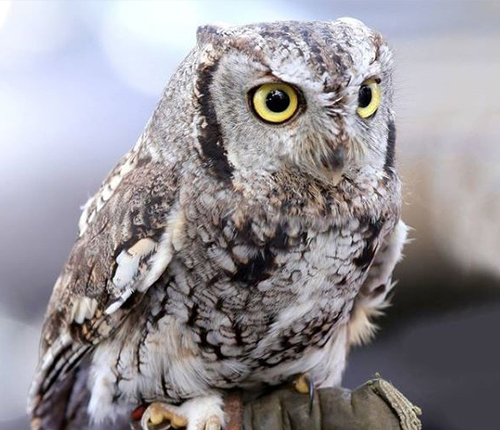 Owl