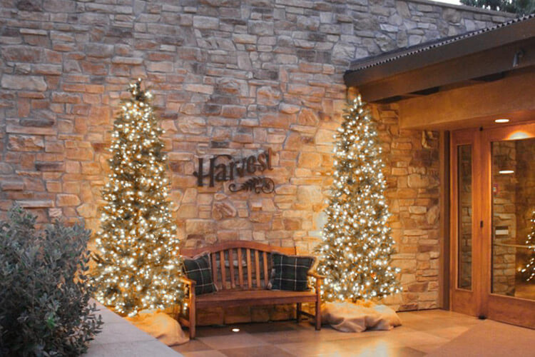 Two Christmas trees lit up for the holidays with Harvest signage