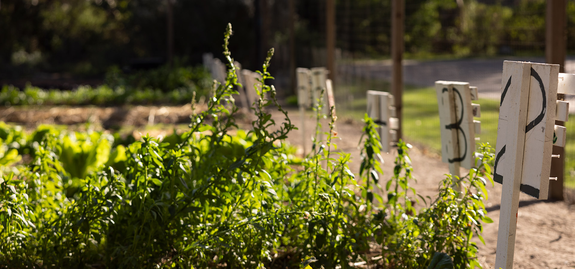 Rows at Harvest Farm in evening light, leafy crops growing up hand-lettered stakes with the open ground of the canyon behind.