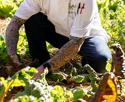 A chef gathering items from the garden